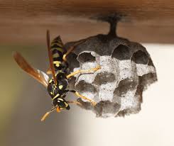 Bee & Wasp Control